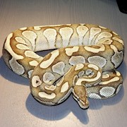 Ball Python - Butter (Female Adult A13) THUMBNAIL