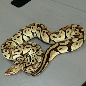 Ball Python - Pastel (Female Adult A1) LARGE