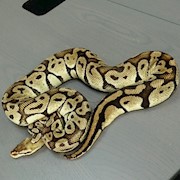 Ball Python - Pastel (Female Adult A1) THUMBNAIL