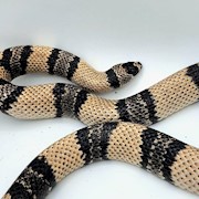 Milk Snake - Honduran/Anerythristic/Adult Male 1 THUMBNAIL