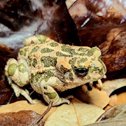 Toad - African Green (Bufo boulengeri) THUMBNAIL