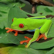 Tree Frog - Red Eyed (Adult) (Agalychnis calidryas) THUMBNAIL