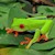 Tree Frog - Red Eyed (Baby - Captive Bred) (Agalychnis calidryas) SWATCH