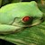 Tree Frog - Red Eyed (Baby - Captive Bred) (Agalychnis calidryas) SWATCH