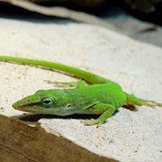 Green Anole (Anolis carolinensis) THUMBNAIL