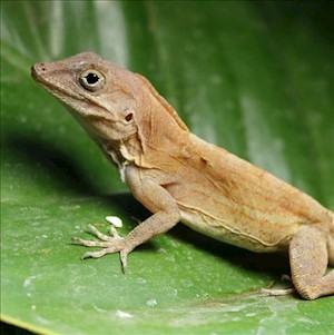 Anole - Haitian/Big Head (Anolis cybotes) LARGE