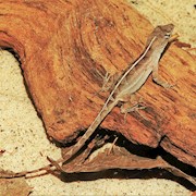 Brown Anole (Captive Bred) (Anolis sagrei) THUMBNAIL