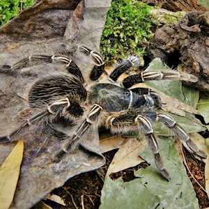 Tarantula - Stripeknee (Aphonopelma seemanni) LARGE