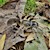 Tarantula - Stripeknee (Aphonopelma seemanni) SWATCH