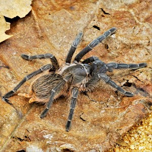 Tarantula - Stripeknee (SubAdult) (Aphonopelma seemanni) LARGE