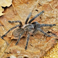 Tarantula - Stripeknee (SubAdult) (Aphonopelma seemanni) MAIN