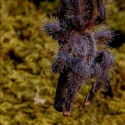 Tarantula - Guyana Pink Toe (Avicularia avicularia) THUMBNAIL