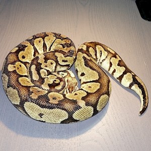 Pastel Het Orange Ghost Female Adult Ball Python LARGE