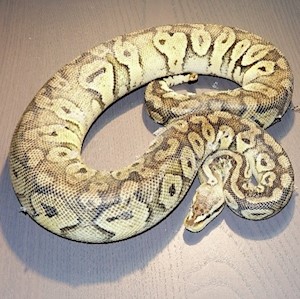 Ball Python - Super Pastel (Female Adult B20) LARGE