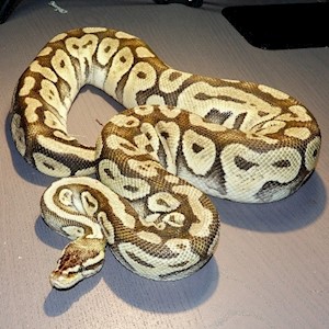 Ball Python - Super Pastel (Female Adult B23) LARGE