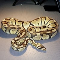 Ball Python - Super Pastel (Female Adult B24) MAIN