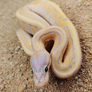 Juvenile Banana Pinstripe Ball Python LARGE