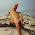 Bearded Dragon - Translucent/High Colour/Hypo/Subadult (Pogona vitticeps) SWATCH