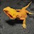 Bearded Dragon - Translucent High Colour (SubAdult) (Pogona vitticeps) SWATCH