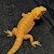 Bearded Dragon - Translucent High Colour (SubAdult) (Pogona vitticeps) SWATCH