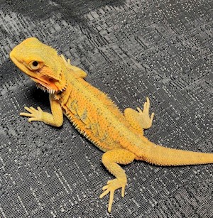 Bearded Dragon - Translucent High Colour (SubAdult) (Pogona vitticeps) LARGE