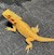 Bearded Dragon - Translucent High Colour (SubAdult) (Pogona vitticeps) SWATCH