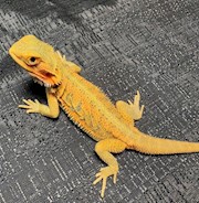 Bearded Dragon - Translucent High Colour (SubAdult) (Pogona vitticeps) THUMBNAIL