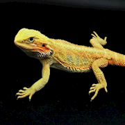 Bearded Dragon - Translucent/High Colour/Hypo/Subadult (Pogona vitticeps) THUMBNAIL