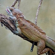 Lizard - Double Crested Basilisk (Basiliscus basiliscus) THUMBNAIL