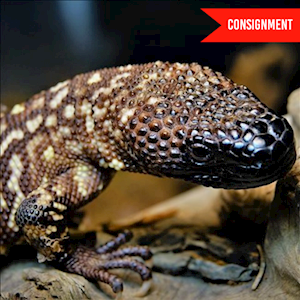 Lizard - Beaded (Juvenile - Unsexed 0.0.1) (Heloderma horridum) LARGE