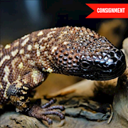 Beaded Lizard (Heloderma horridum) THUMBNAIL