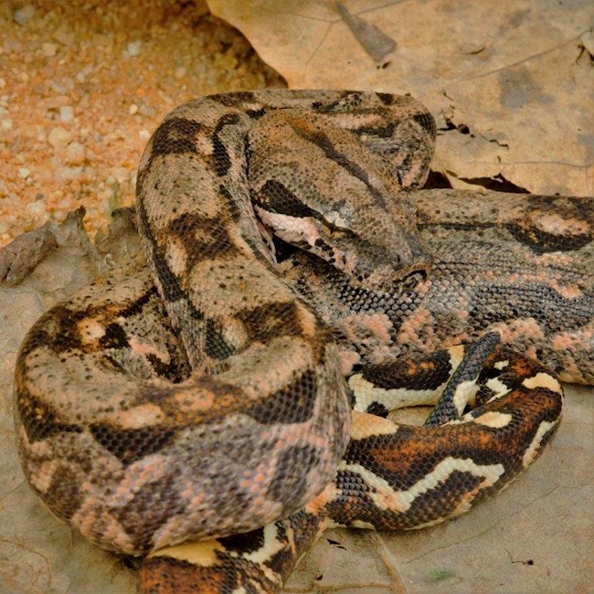 central american boa constrictor size