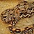 Boa - Constrictor/Central American(Juvenile - Unsexed 0.0.1)(Boa c. imperator) SWATCH