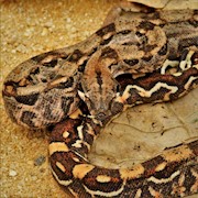 Boa - Constrictor/Central American(Juvenile - Unsexed 0.0.1)(Boa c. imperator) THUMBNAIL