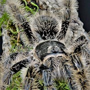 Tarantula - Curly Hair (Brachypelma acbopilosa) THUMBNAIL