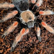 Mexican Rust Leg Tarantula - Adult Female 0.1 (Brachypelma boehmei) THUMBNAIL