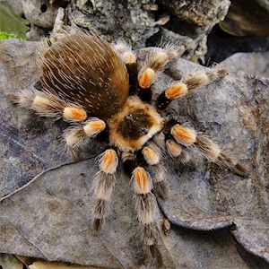 Mexican Red Knee Tarantulas for Sale | ReptileOrders | Ontario, Canada