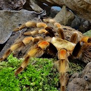 Tarantula - Orange Knee (Adult Female 0.1) (Brachypelma smithi) THUMBNAIL