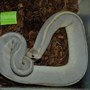Ball Python - Champagne Orange Ghost (Male Adult C11) THUMBNAIL