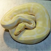 Ball Python - Albino (Male Adult C1) THUMBNAIL