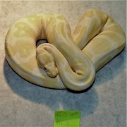 Ball Python - Albino (Male Adult C3) THUMBNAIL