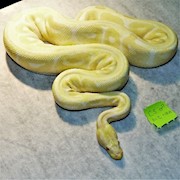 Ball Python - Albino HRA (Male Adult C5) THUMBNAIL