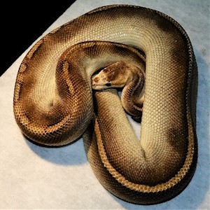 Ball Python - Champagne HRA (Male Adult C9) LARGE