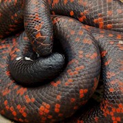 Python - Cameroon Calabar (Adult - Unsexed 0.0.1)(Calabaria reinhardtill) THUMBNAIL