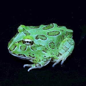 Frog - Pacman/Blue/Samurai (Ceratophrys cranwelli) LARGE