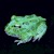 Frog - Pacman/Blue/Samurai (Ceratophrys cranwelli) SWATCH