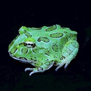 Frog - Pacman/Blue/Samurai (Ceratophrys cranwelli) THUMBNAIL