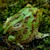 Frog - Pacman/Green (Ceratophrys cranwelli) SWATCH