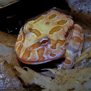 Frog - Pacman/Apricot (Ceratophrys cranwelli) LARGE