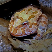 Frog - Pacman/Apricot (Ceratophrys cranwelli) THUMBNAIL
